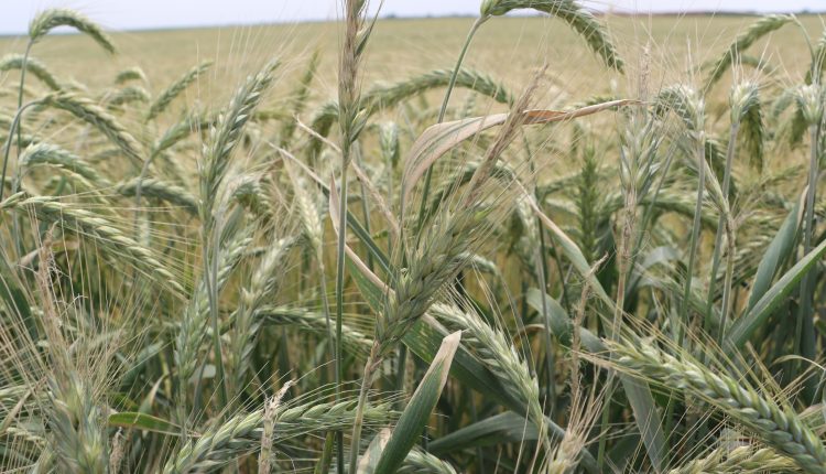 الزراعة في ظل التغيرات المناخية في سوريا